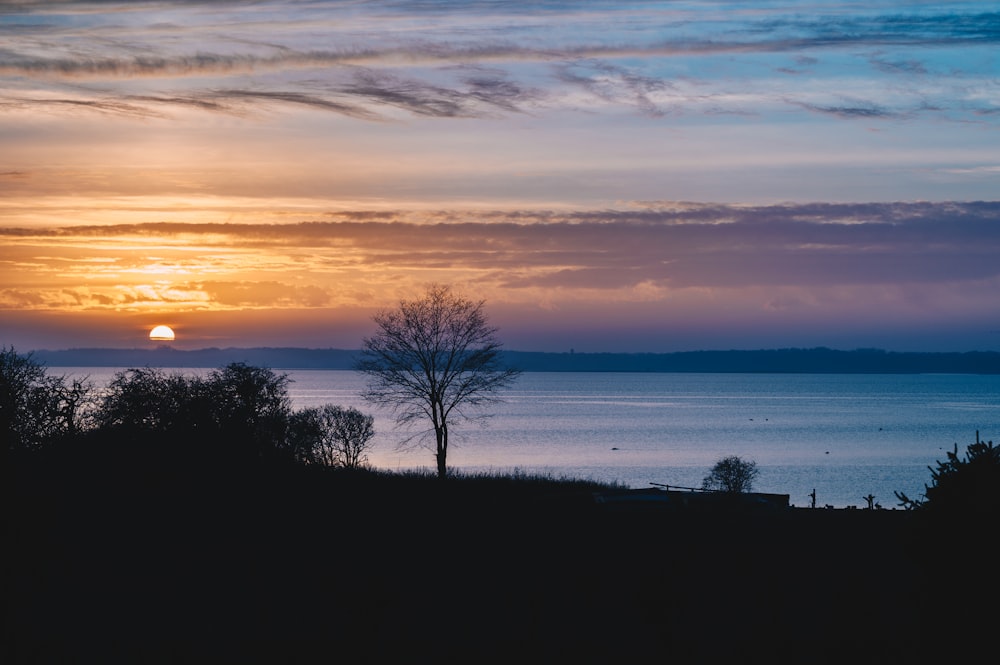 silhouette of tree near body of water during sunset