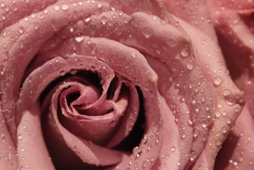 pink rose with water droplets