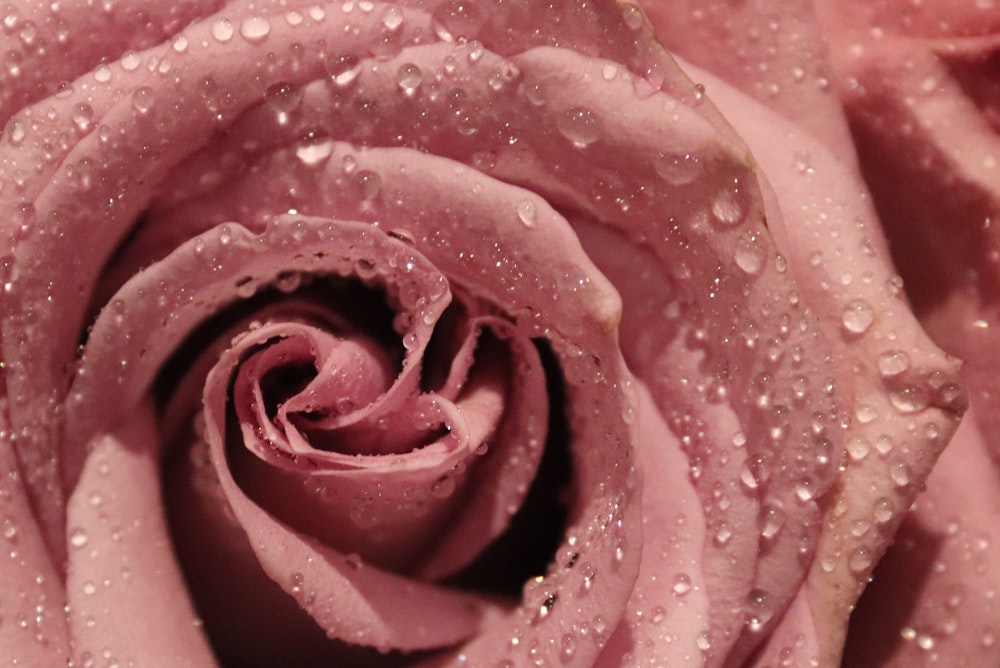 rose rose avec des gouttelettes d’eau