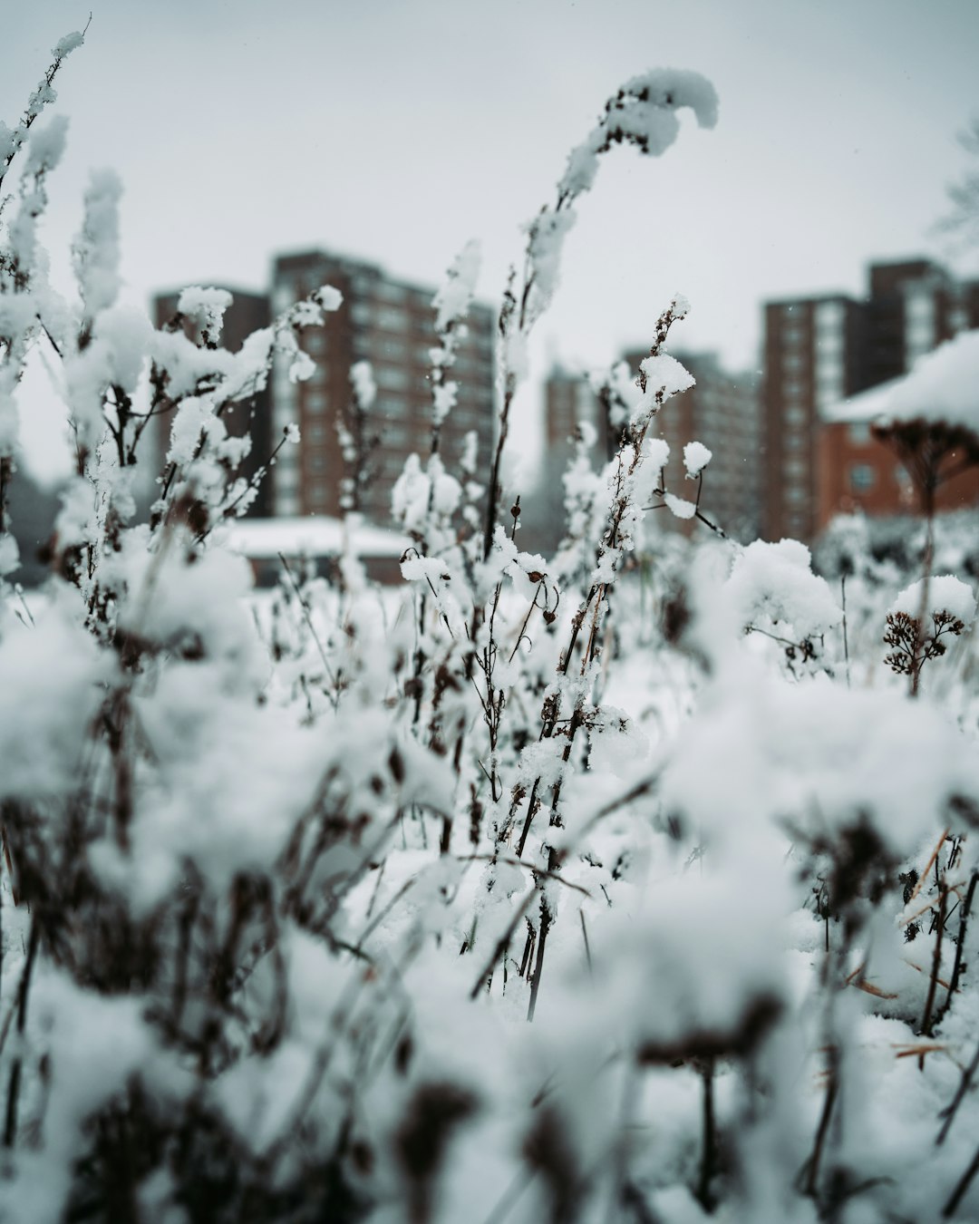 snow covered tree near brown building during daytime