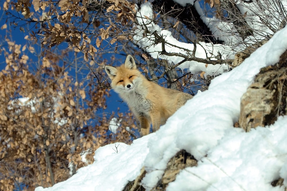 brown fox on snow covered ground during daytime
