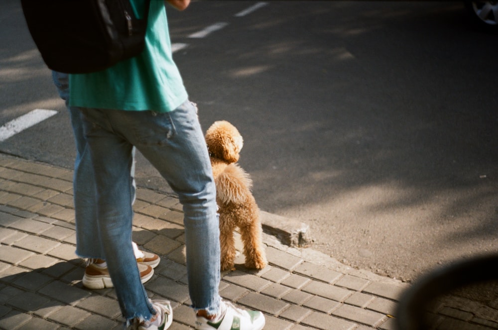 person in green jacket and blue denim jeans standing beside brown poodle