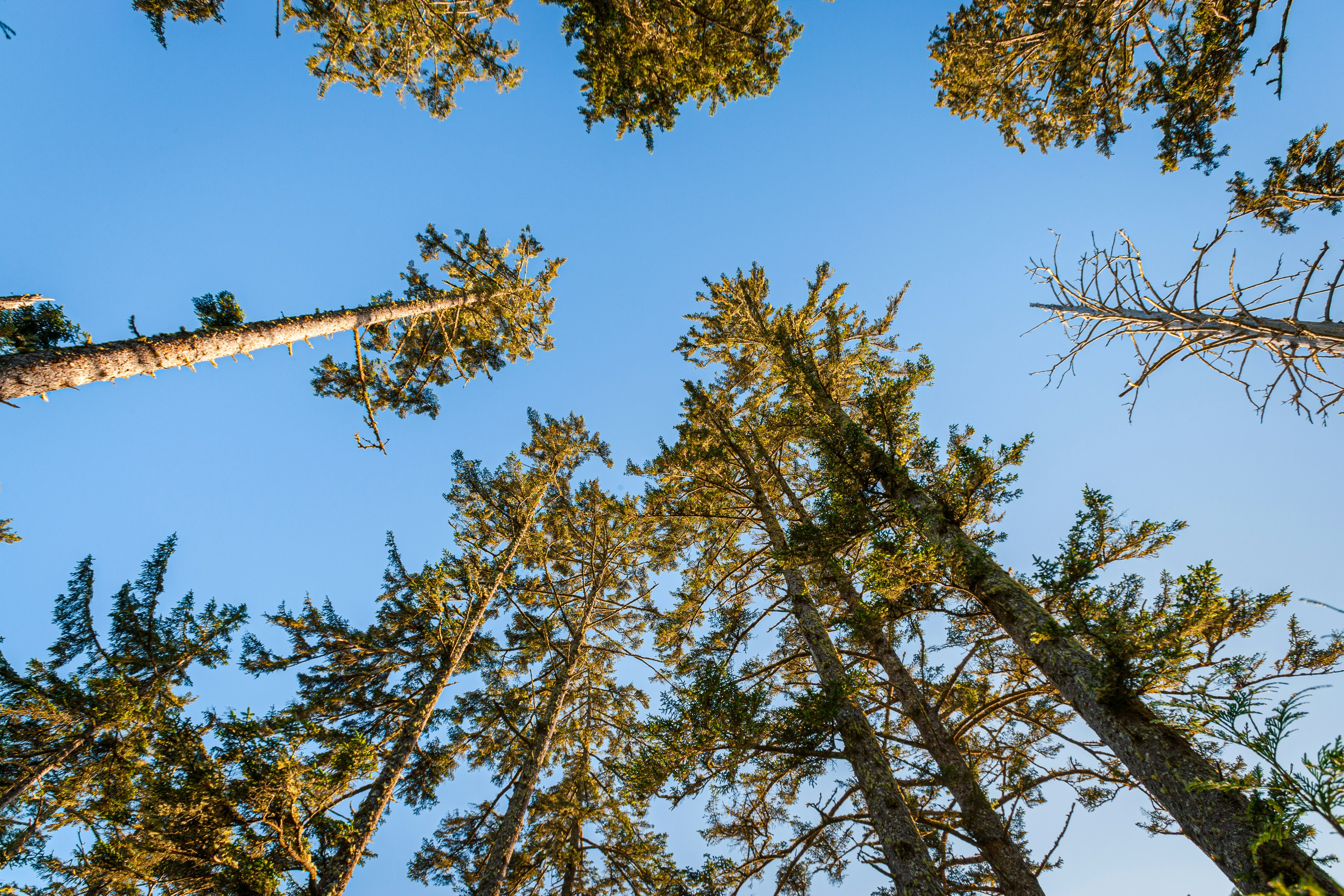 green and brown trees under blue sky during daytime