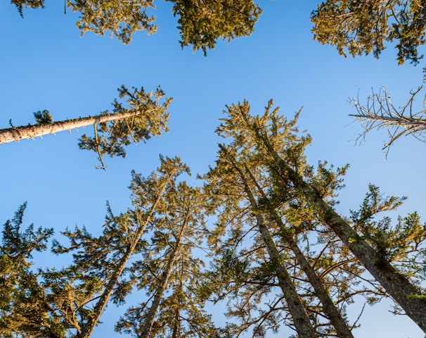 green and brown trees under blue sky during daytime