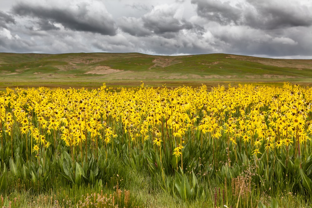 日中の曇り空の下の黄色い花畑