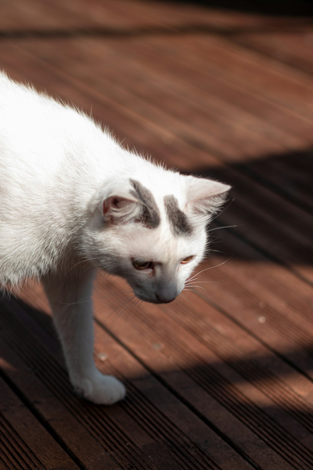 white cat on brown wooden floor