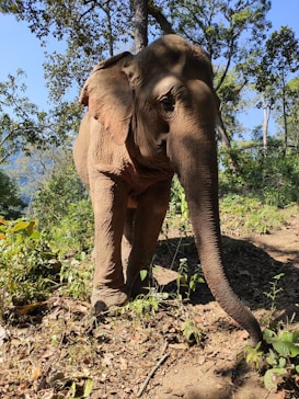 An elephant stands amidst a lush, green forest, with sunlight filtering through the trees and casting dappled shadows. The ground is covered with leaves and woodland vegetation, contributing to the serene and natural setting.