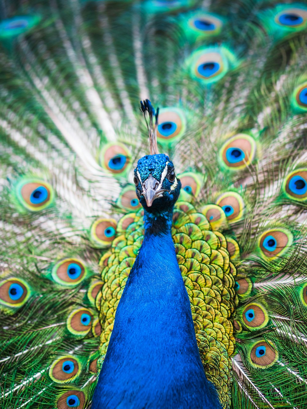 blue peacock in close up photography