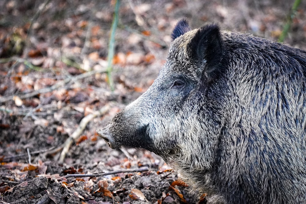 茶色の枯れ葉に黒い野生動物