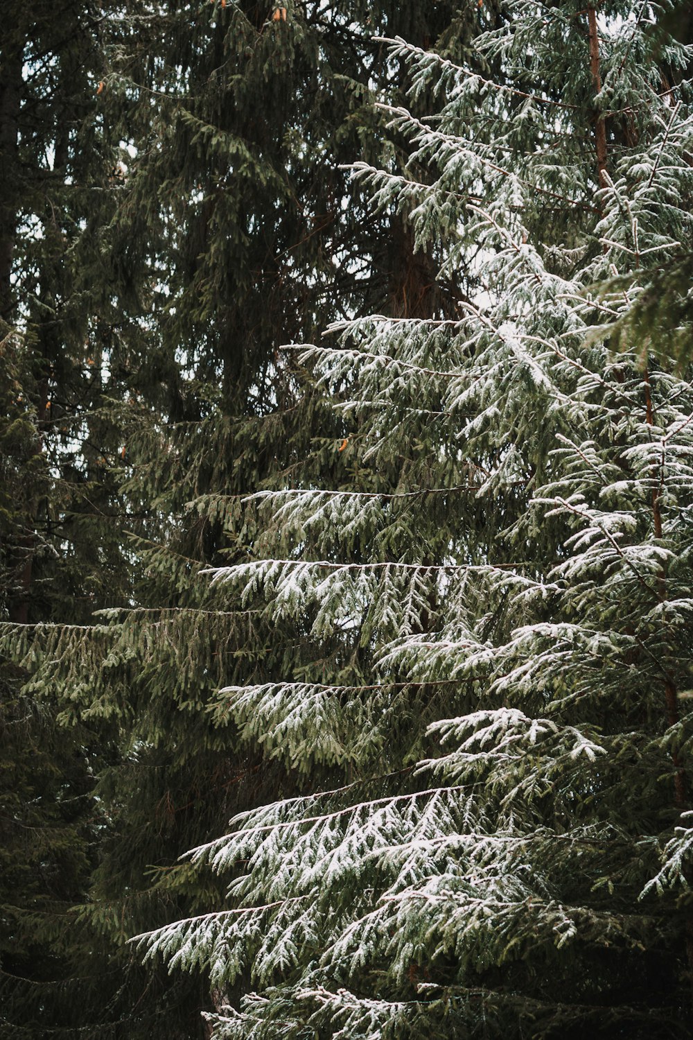 green pine tree covered with snow