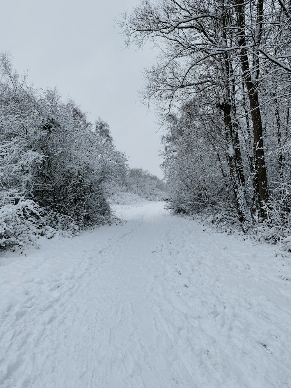 snow covered trees during daytime