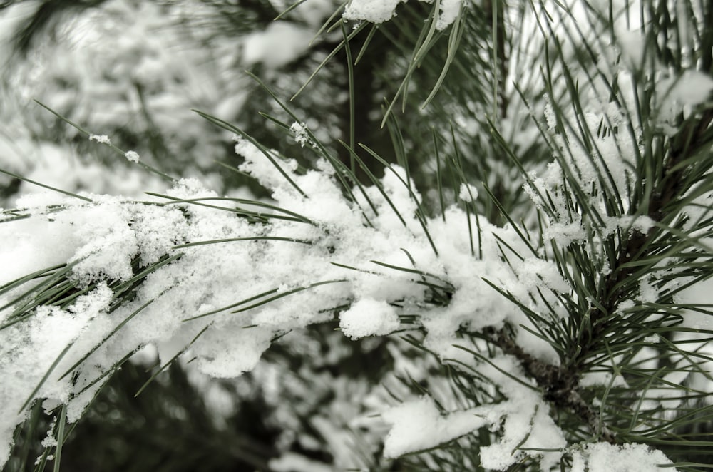 white snow on green grass