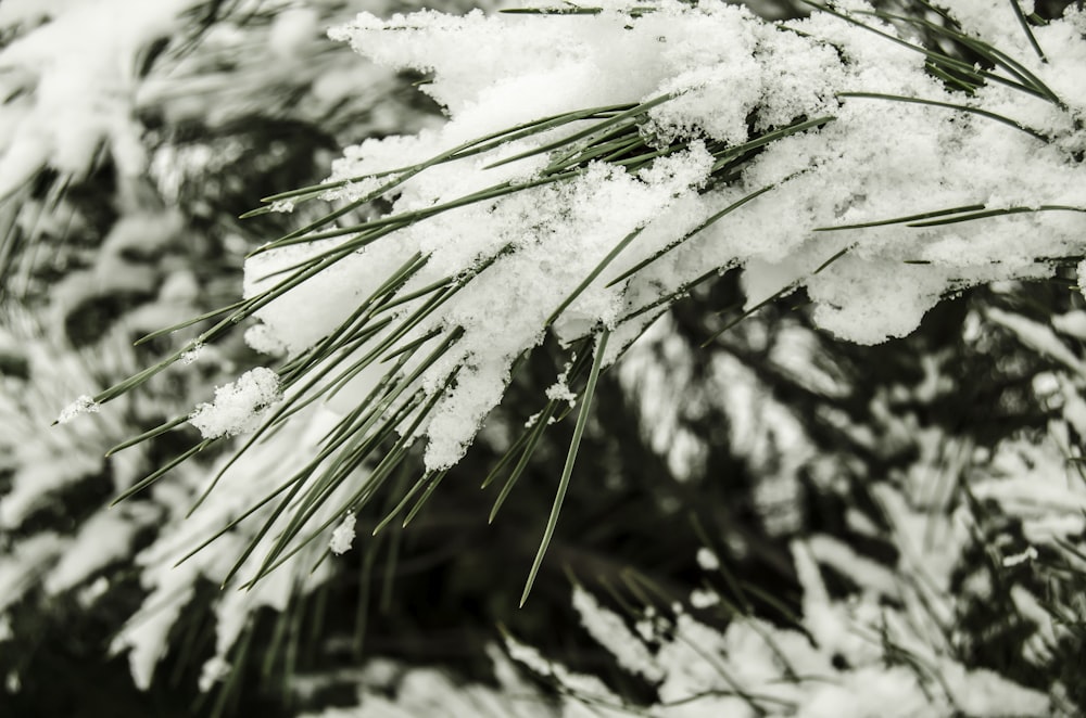 grayscale photo of snow covered plant