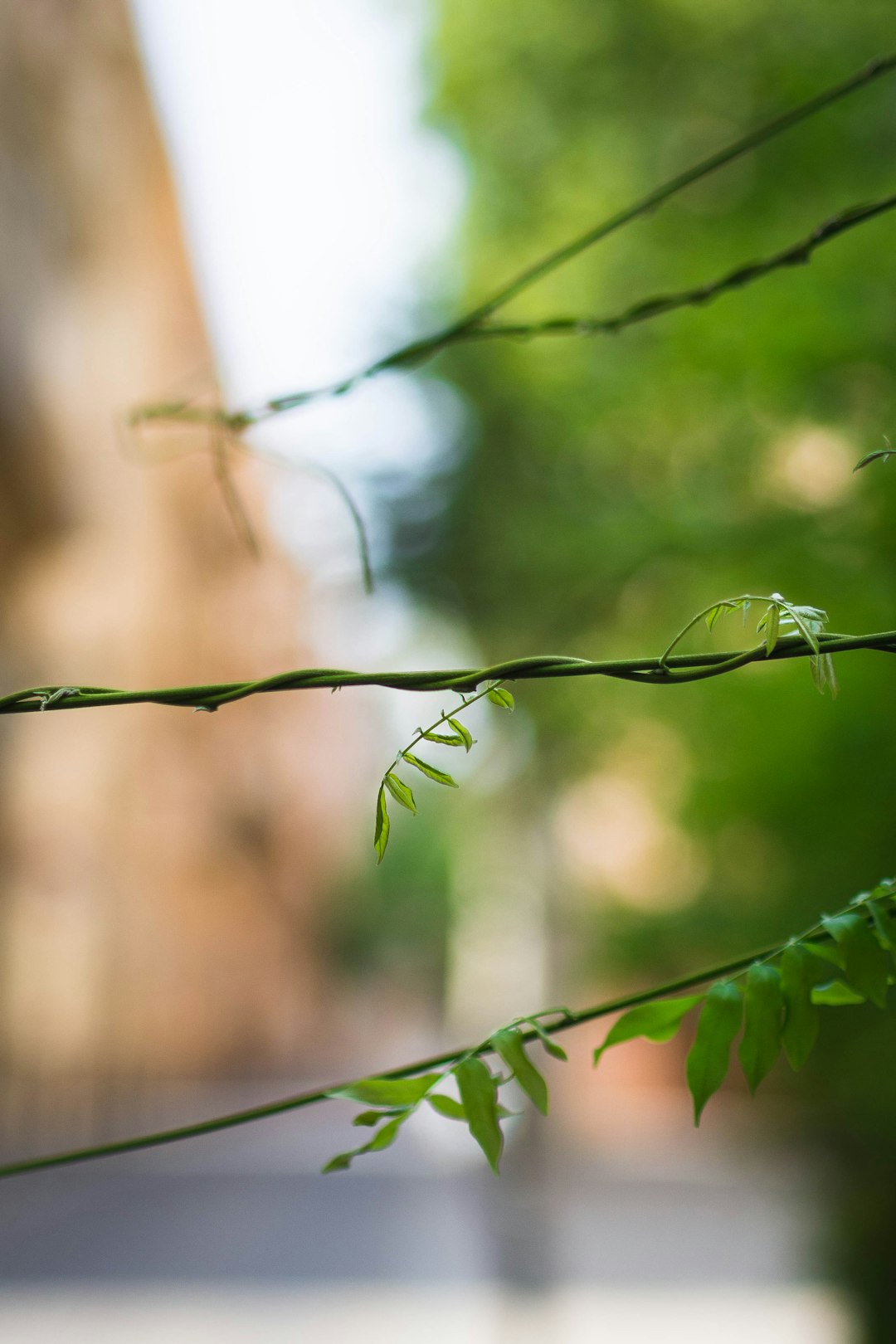 green plant stem in tilt shift lens