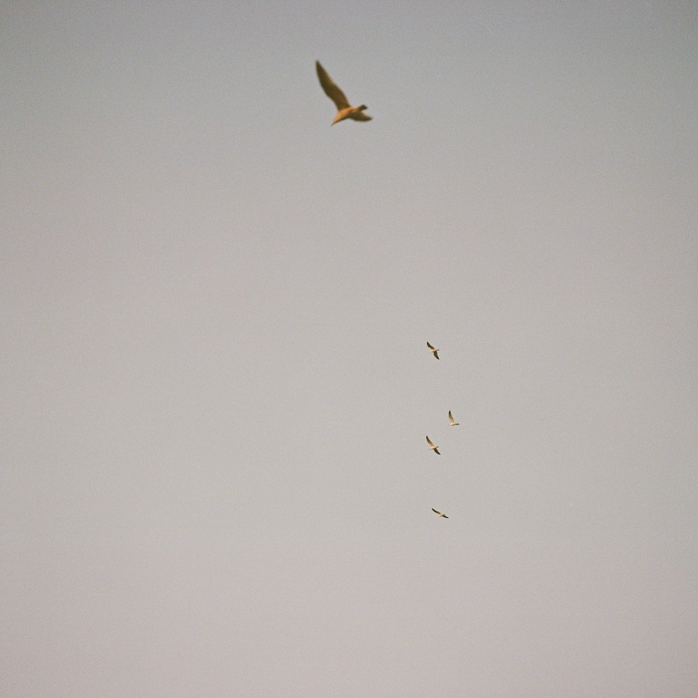 bird flying under white clouds during daytime