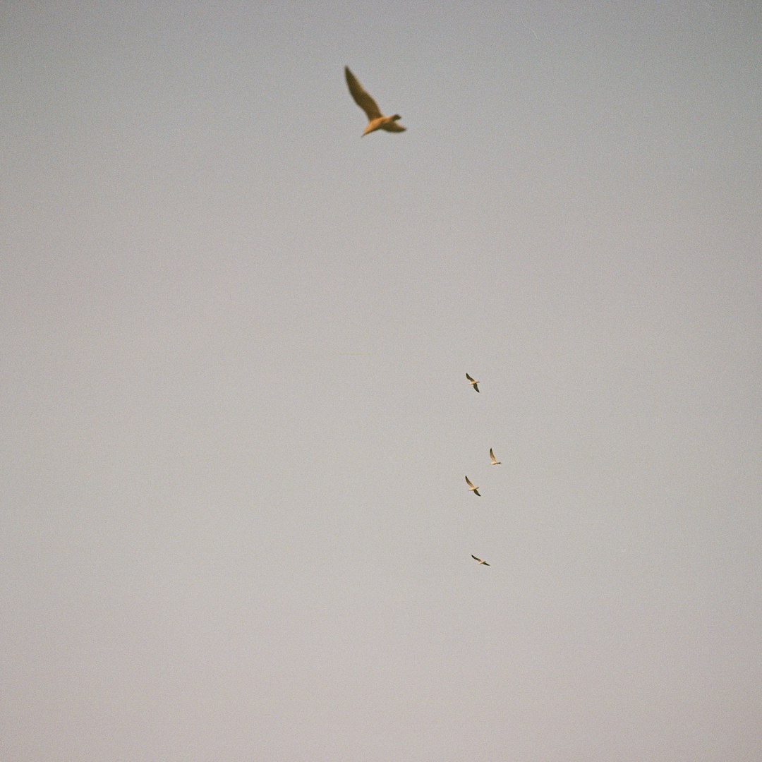 bird flying under white clouds during daytime