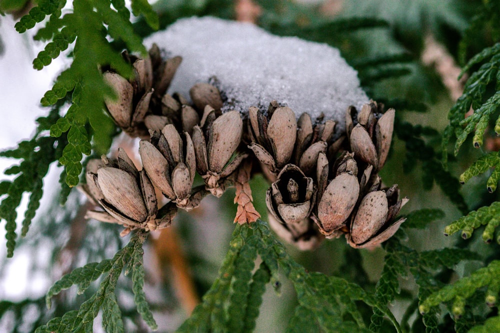 brown and green plant covered with snow