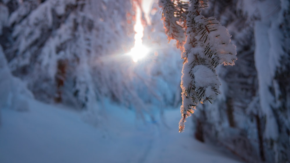 snow covered pine tree during daytime