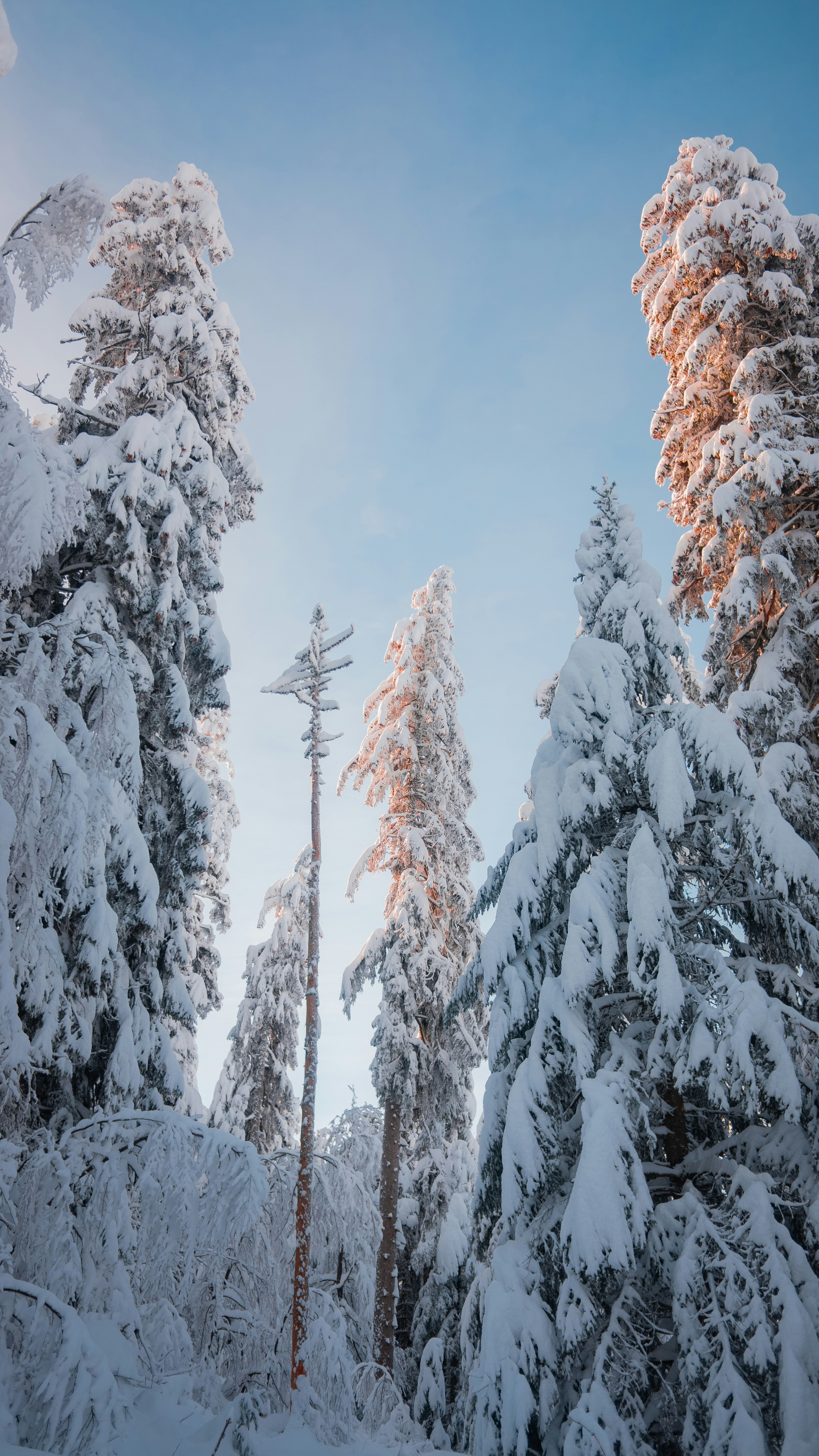 snow covered trees during daytime