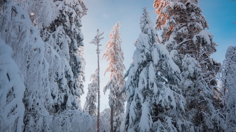 snow covered trees during daytime