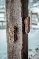 Two weathered scrubbing brushes with wooden handles are mounted on a rough, textured wooden post. The post is in an outdoor setting, surrounded by a blurred background of snow.