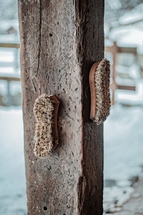 Two weathered scrubbing brushes with wooden handles are mounted on a rough, textured wooden post. The post is in an outdoor setting, surrounded by a blurred background of snow.