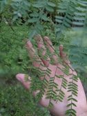 Close-up of a child’s hands gently touching fresh green leaves in the garden