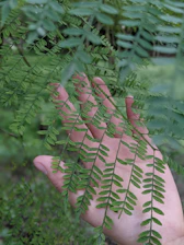 Close-up of gentle hands performing kinesiology muscle testing amidst natural greenery.