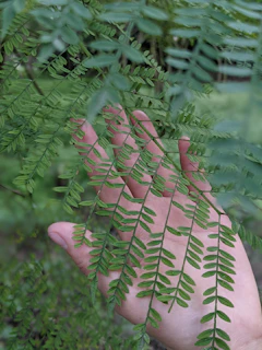 Close-up of hands gently tending to vibrant forest green leaves in a lush garden.