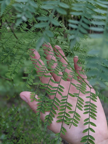 Close-up of hands gently tending to vibrant forest green leaves in a lush garden.