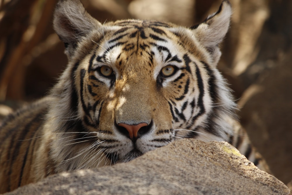 tiger lying on brown rock during daytime