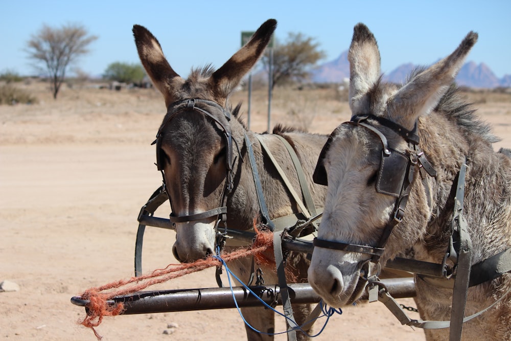 brown horse with brown leather strap on brown sand during daytime