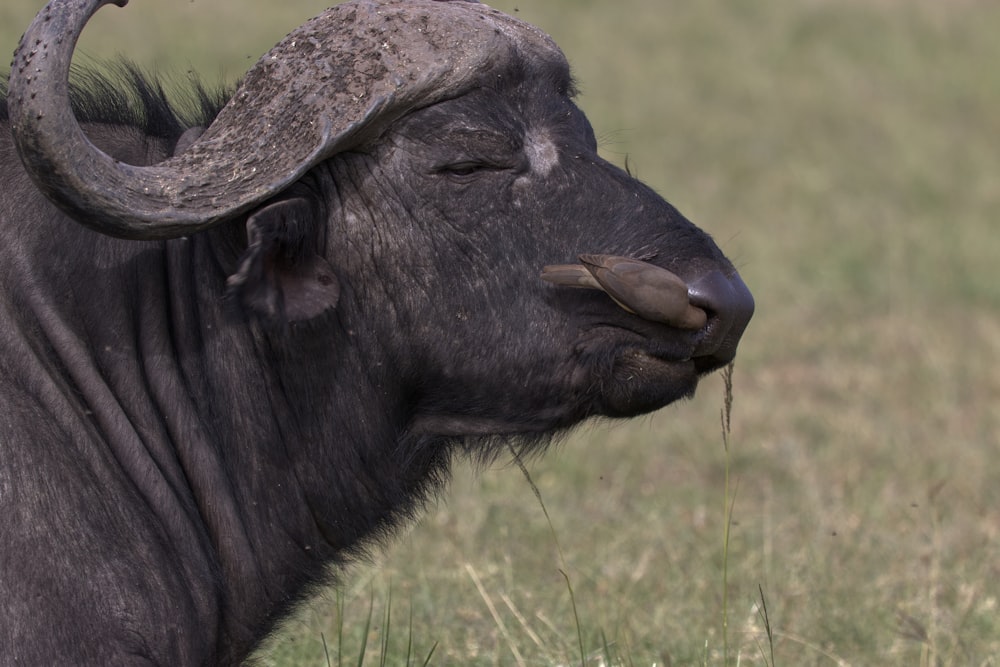 black water buffalo on green grass field during daytime