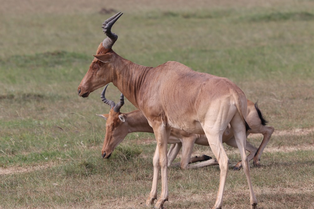 brown animal on green grass field during daytime