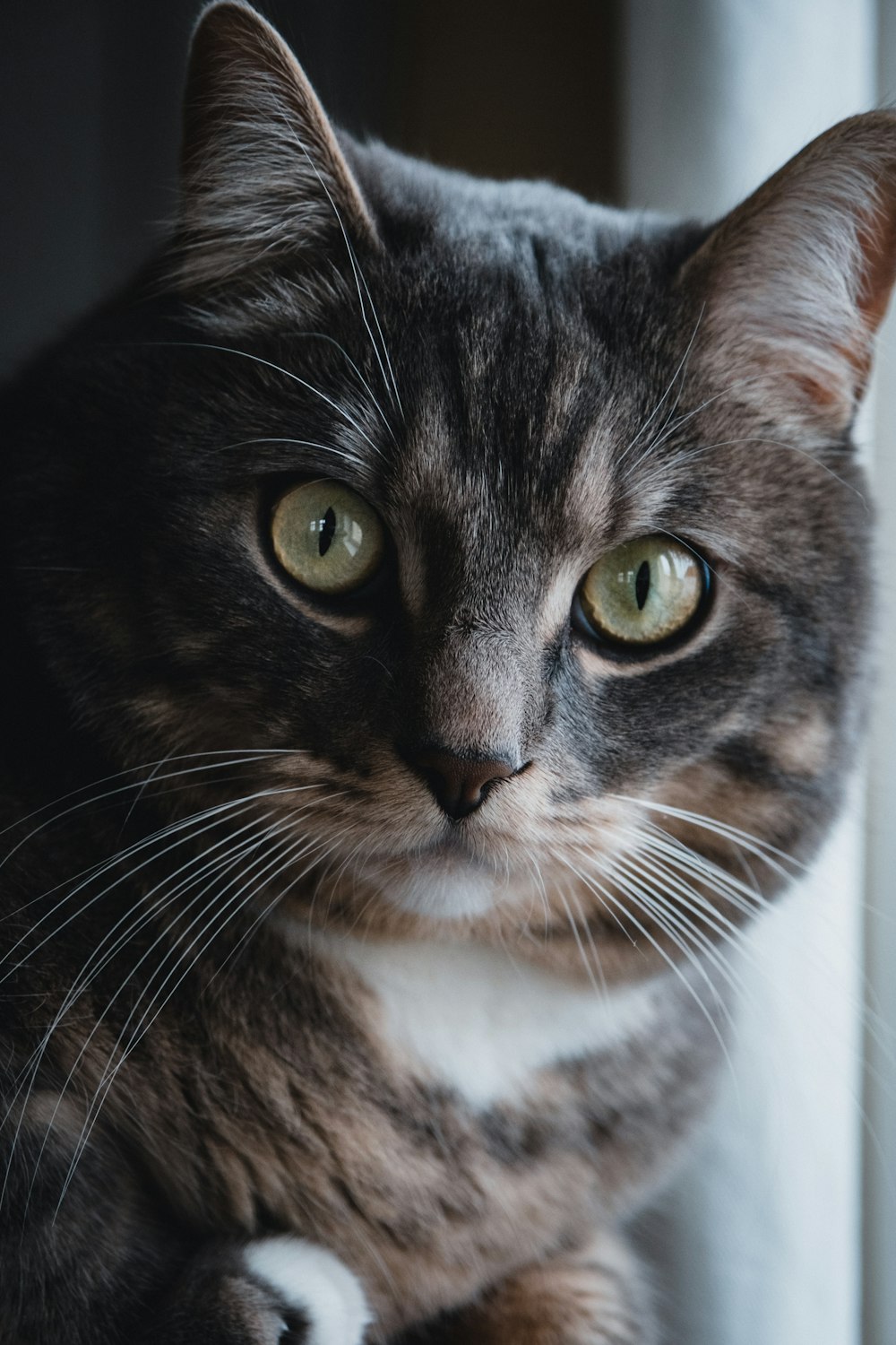 black and white cat in close up photography