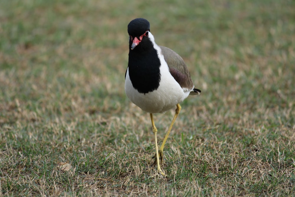 black and white bird on brown grass field during daytime