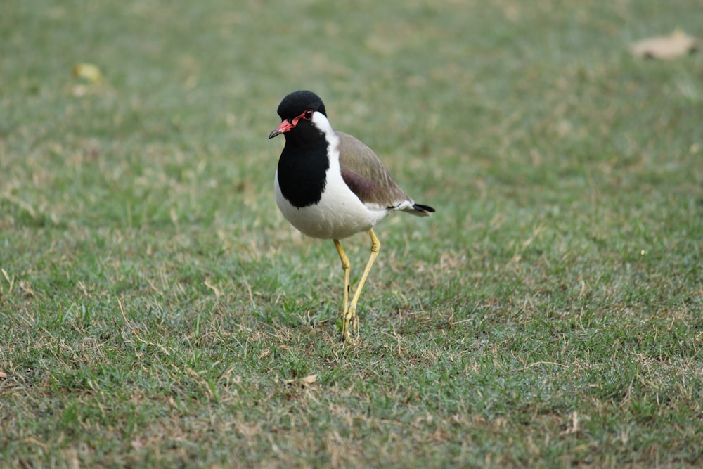 black and white bird on green grass during daytime