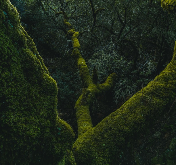 green moss on brown tree trunk