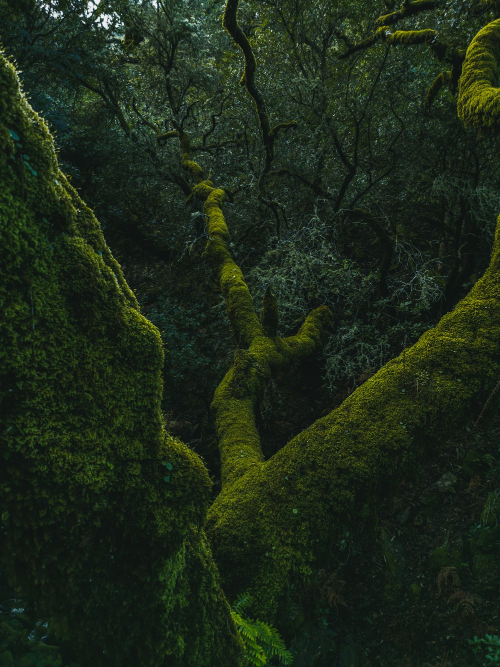 mousse verte sur tronc d’arbre brun