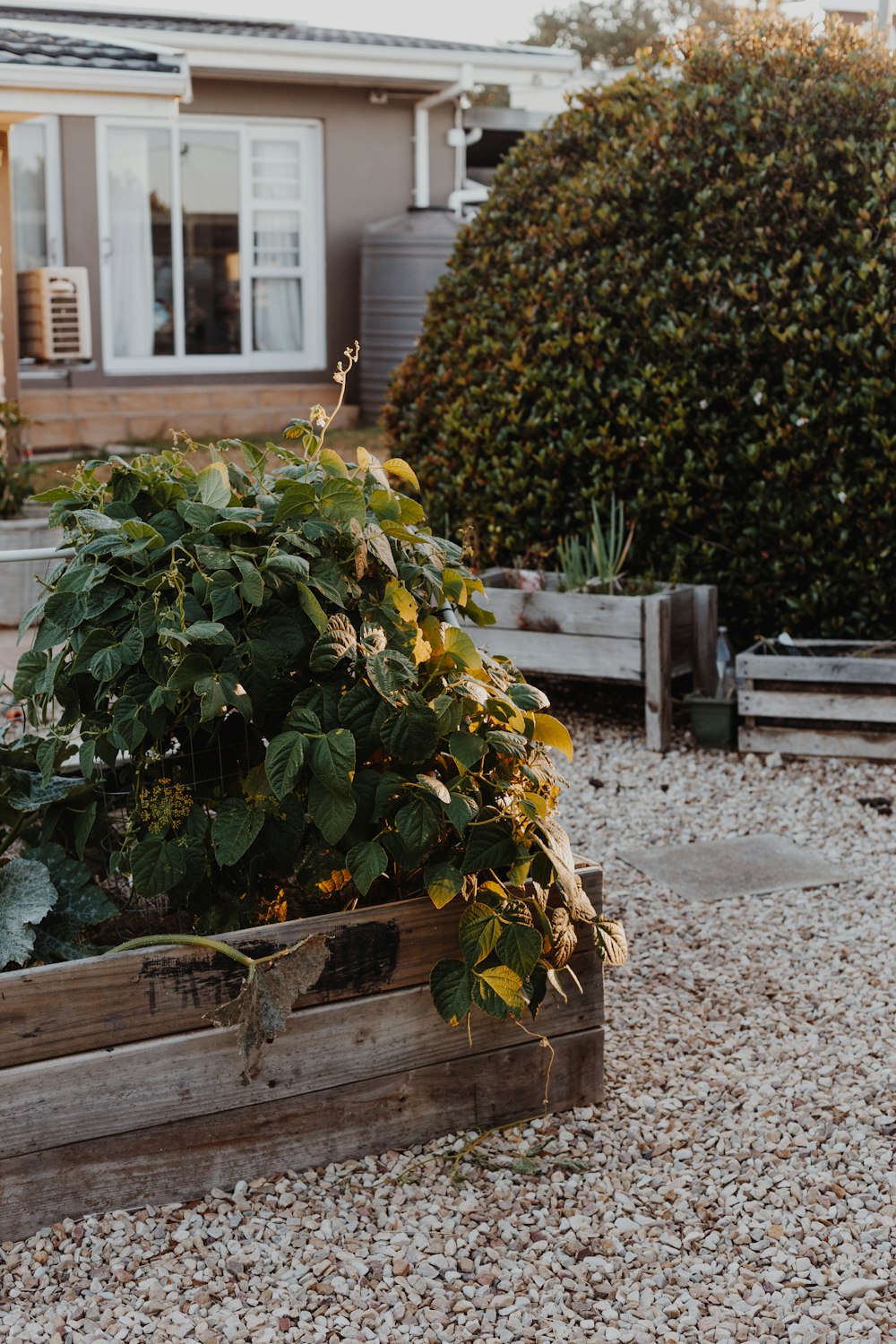 yellow and green plant on brown wooden crate