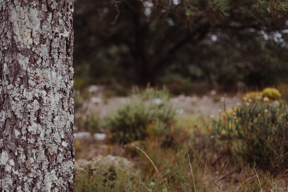 brown tree trunk on green grass field