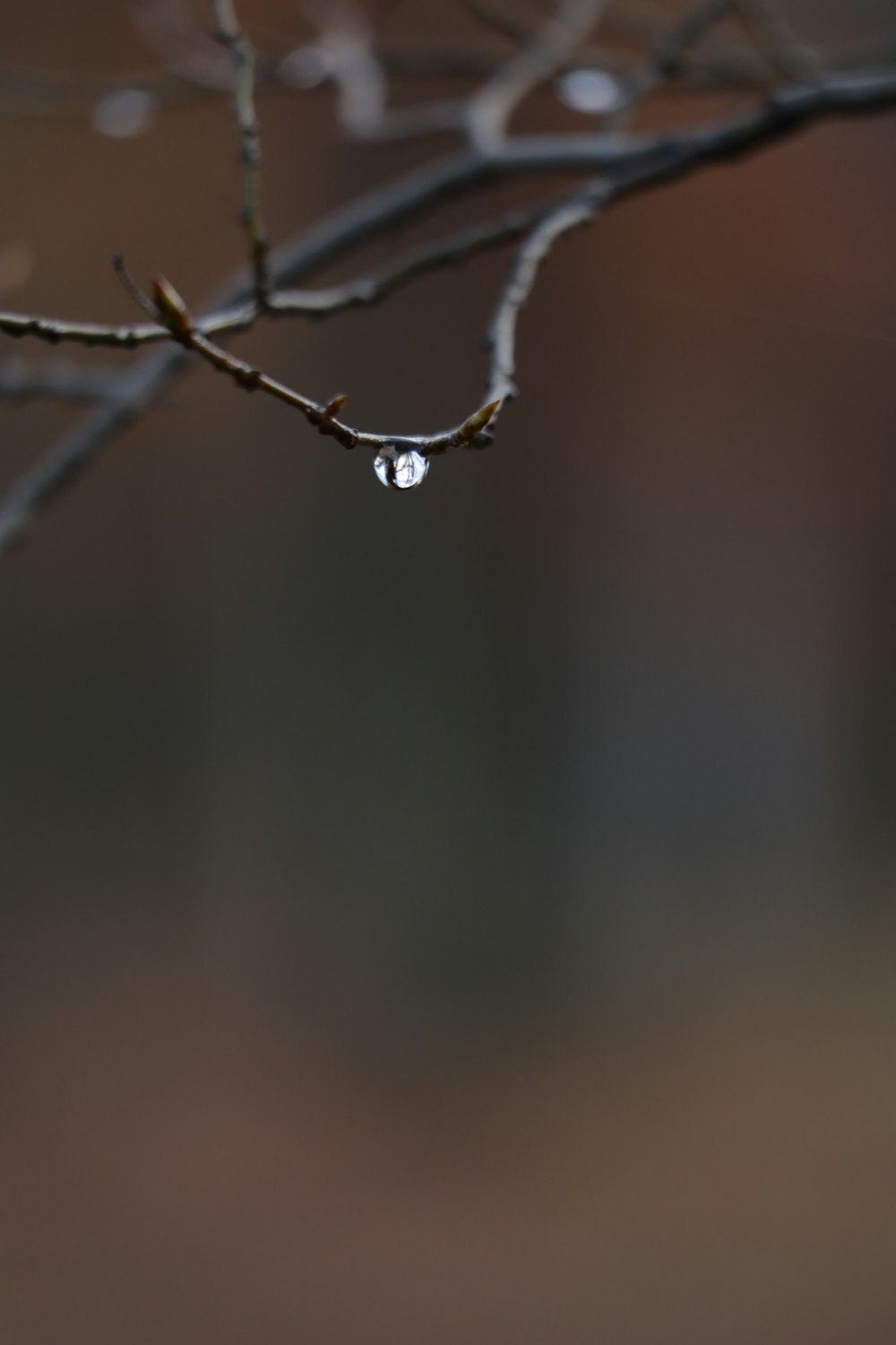 water droplets on brown tree branch in tilt shift lens