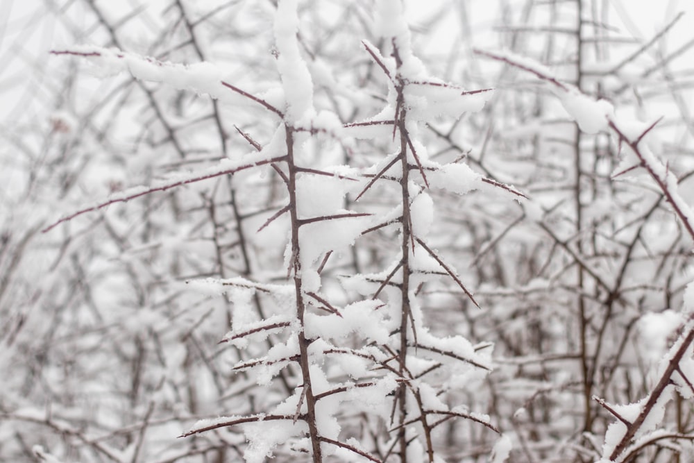 brown tree branch covered with snow