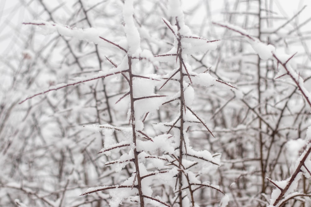 ramo d'albero marrone coperto di neve