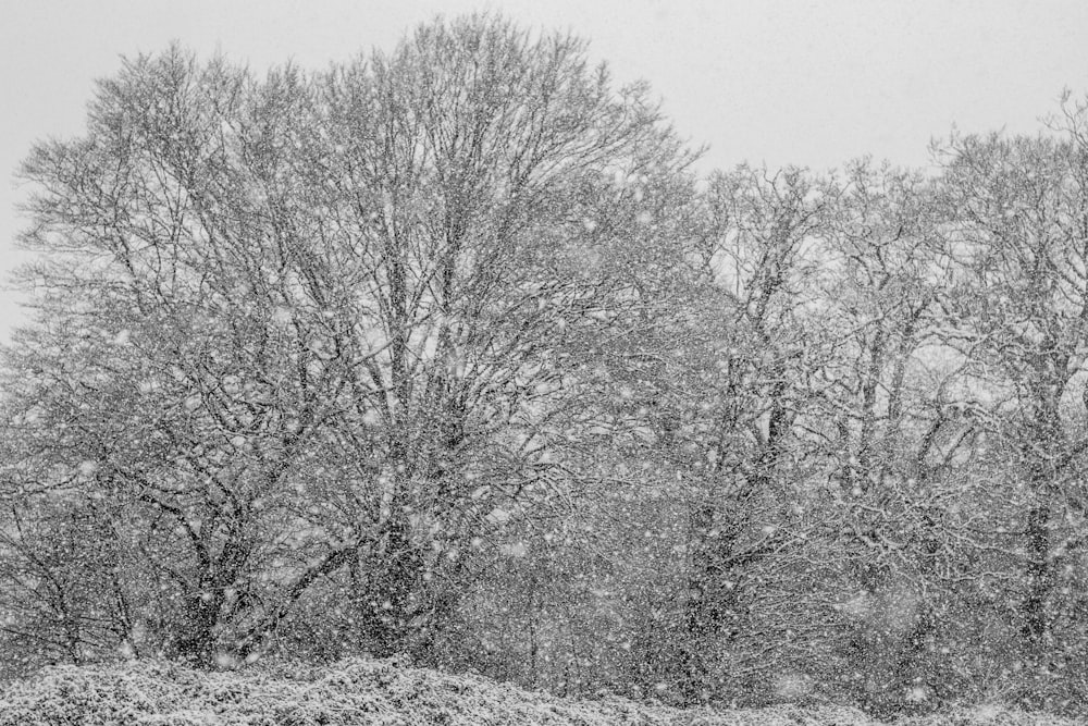 grayscale photo of trees during daytime