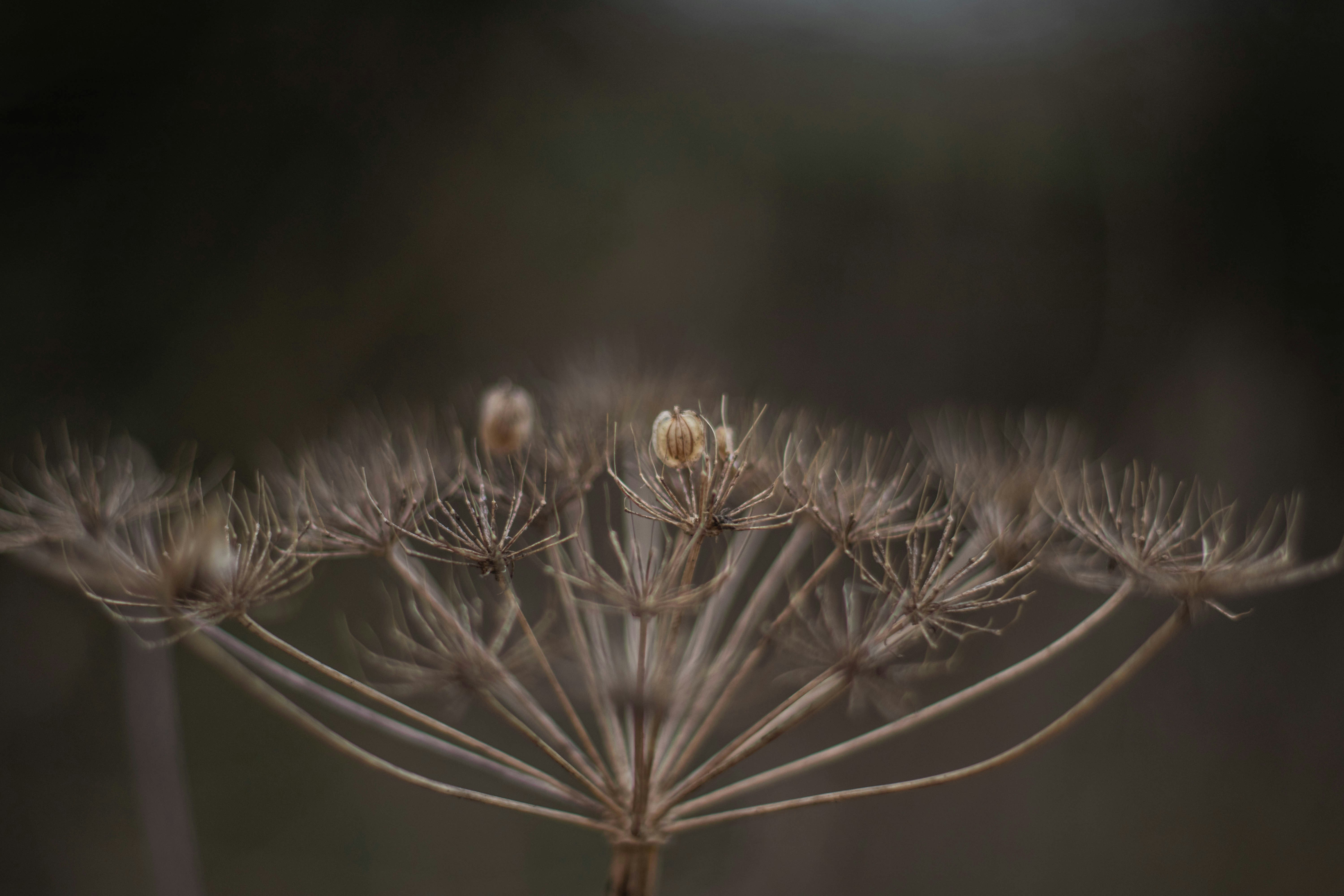 Seeds: Nature's Time Capsules (image credits: unsplash)
