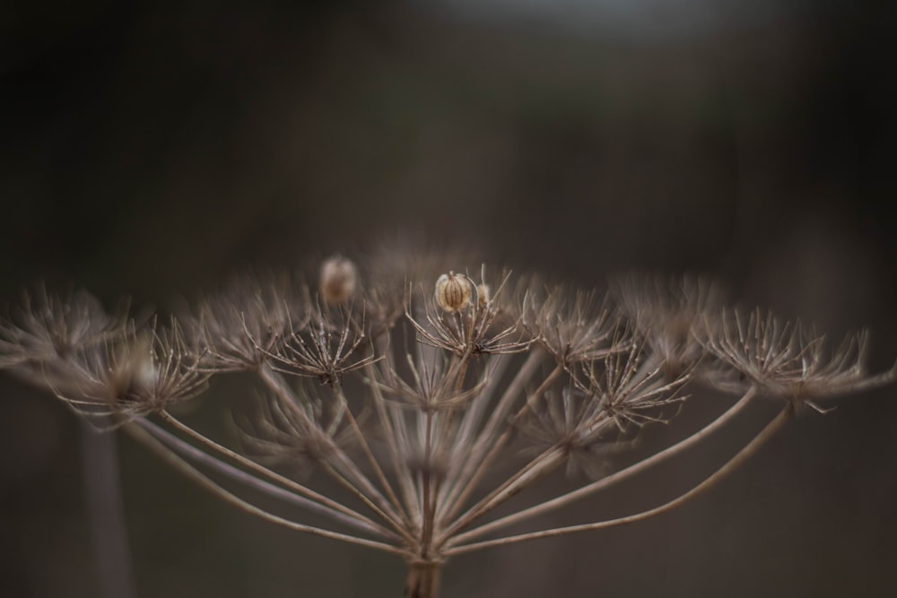 Diente de león blanco en fotografía de primer plano