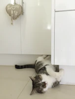 A vet using modern equipment to check a cat’s heartbeat in a cozy exam room.