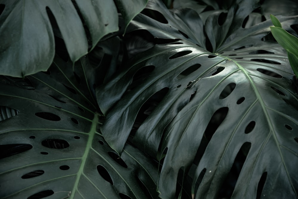 green leaf plant during daytime