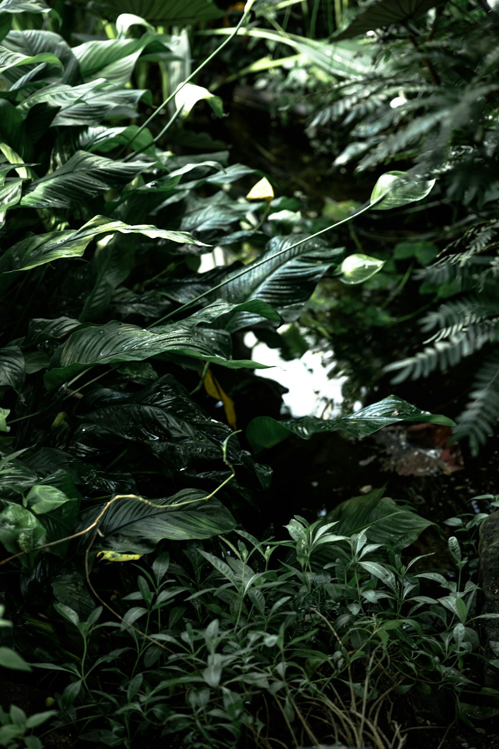 green leaves on tree branch